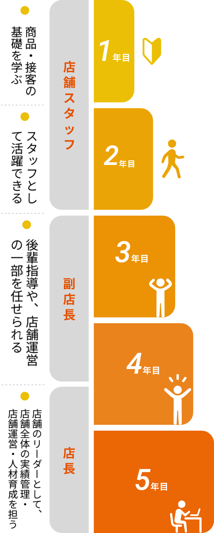 1年目から5年目までのキャリアパスのステップ図。1〜2年目は店舗スタッフとして基礎習得と活躍、3〜4年目は副店長として後輩指導や運営、5年目は店長として実績管理や人材育成を担うという流れを説明しています。